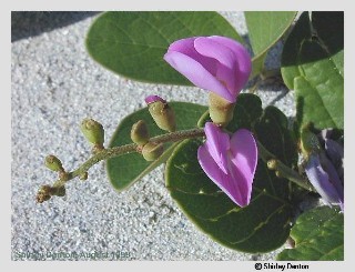Canavalia rosea