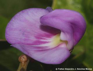 Canavalia rosea