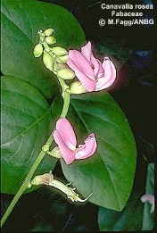Canavalia rosea
