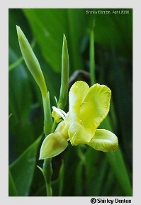 Canna flaccida