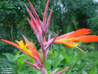 Canna indica