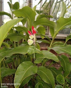 Canna indica var. warszewiczii 