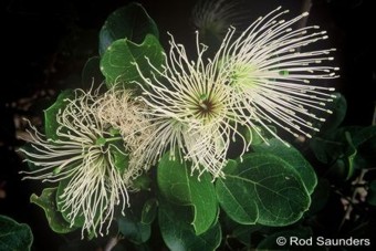 Capparis sepiaria