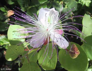 Capparis spinosa