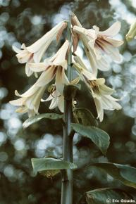 Cardiocrinum giganteum var. giganteum 