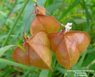 Cardiospermum halicacabum