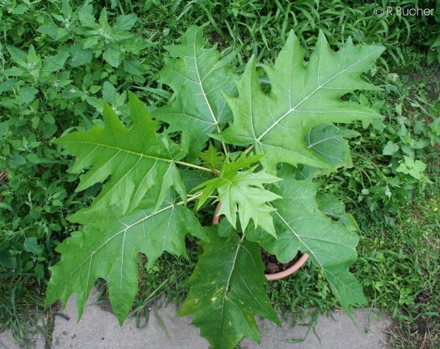 Exotische Nutz und Zierpflanzen Carica quercifolia