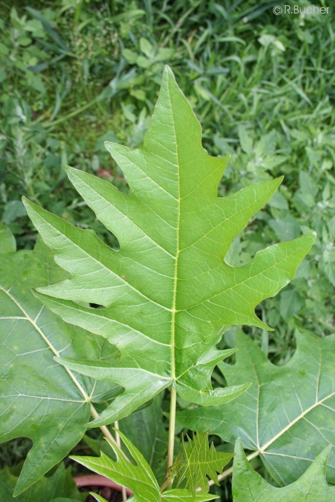 Exotische Nutz und Zierpflanzen Carica quercifolia