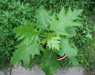 Carica quercifolia