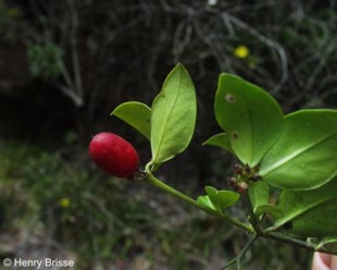 Carissa bispinosa