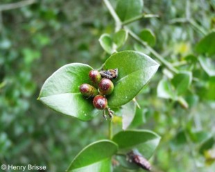 Carissa bispinosa