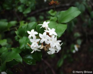 Carissa bispinosa