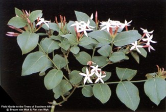 Exotische Nutz und Zierpflanzen Carissa edulis