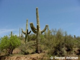 Carnegia gigantea