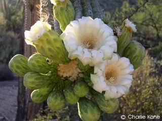 Carnegia gigantea