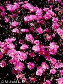 Carpobrotus deliciosus