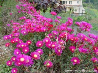 Carpobrotus edulis ssp. edulis