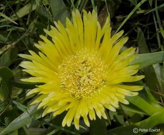 Carpobrotus edulis ssp. edulis