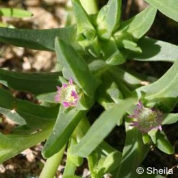 Carpobrotus virescens