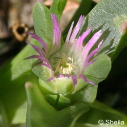 Carpobrotus virescens