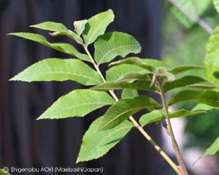 Carya illinoinensis