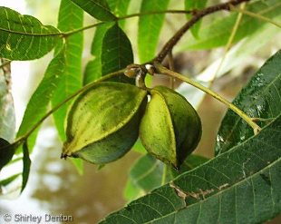 Carya aquatica