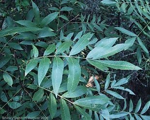 Carya aquatica