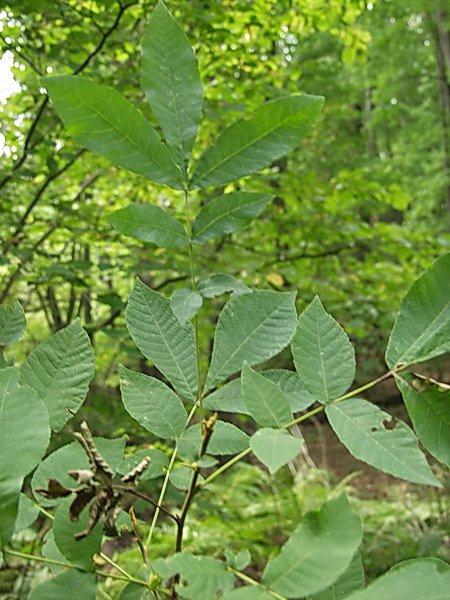 Exotische Nutz und Zierpflanzen Carya cordiformis