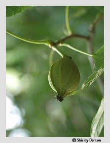 Carya cordiformis