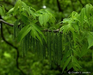 Carya illinoinensis