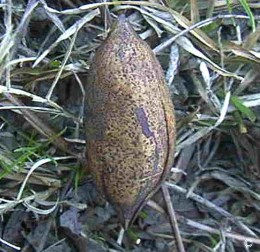 Carya illinoinensis