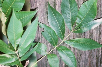 Carya laciniosa