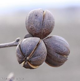 Carya ovata