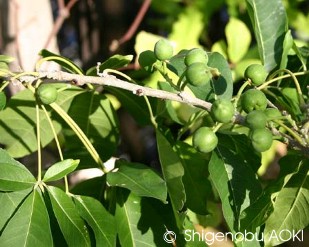 Casimiroa edulis