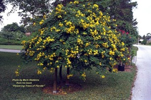 Cassia bicapsularis