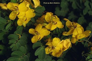 Cassia bicapsularis