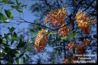 Cassia brewsteri