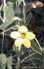 Cassia covesii