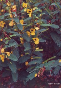 Cassia fasciculata