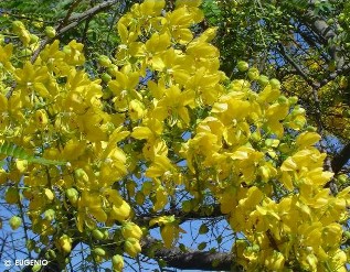 Cassia ferruginea