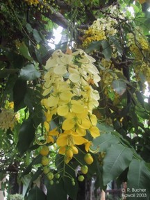 Cassia fistula