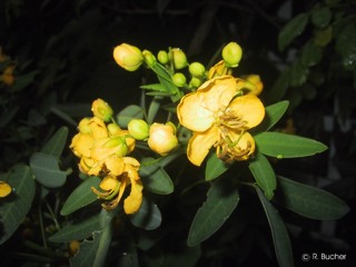 Cassia floribunda