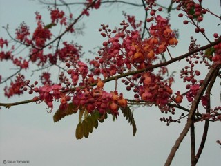 Cassia grandis