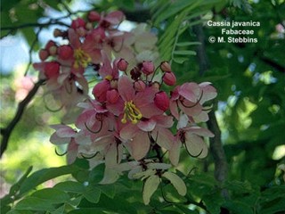 Cassia javanica