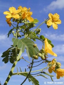 Cassia lindheimeri