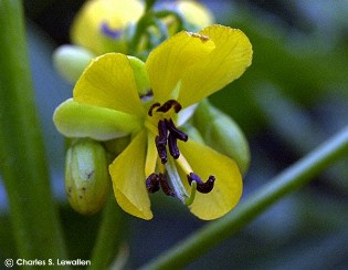 Cassia marilandica