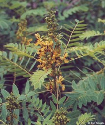 Cassia marilandica