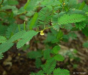 Cassia nicticans