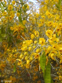 Senna artemisioides