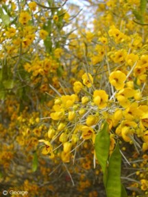 Senna artemisioides